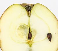 Karen Hanses æble 1